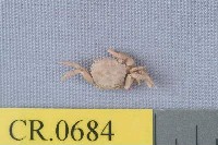 藏品(中華近方蟹)的圖片